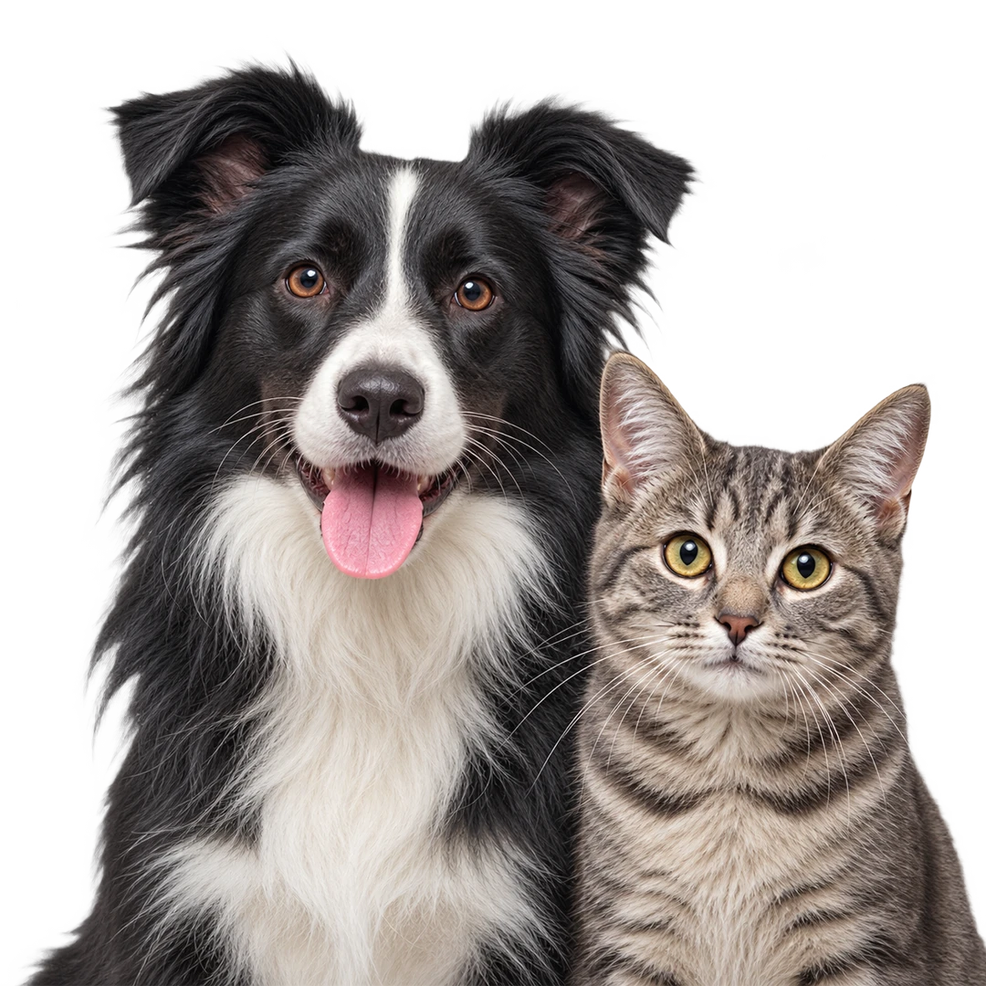 etologia canina y felina madrid