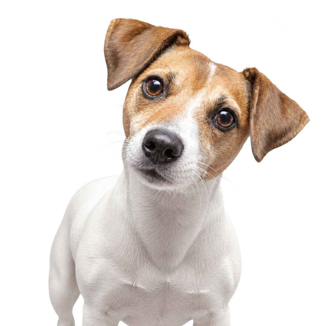 etologia canina felina 2
