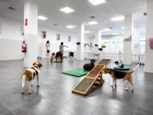 Madrid UpDog Centros foto
