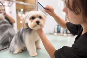 Peluqueria canina UpDog ECI Castellana